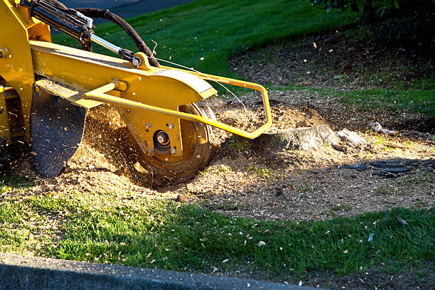 Best Tree Mulching  in USA